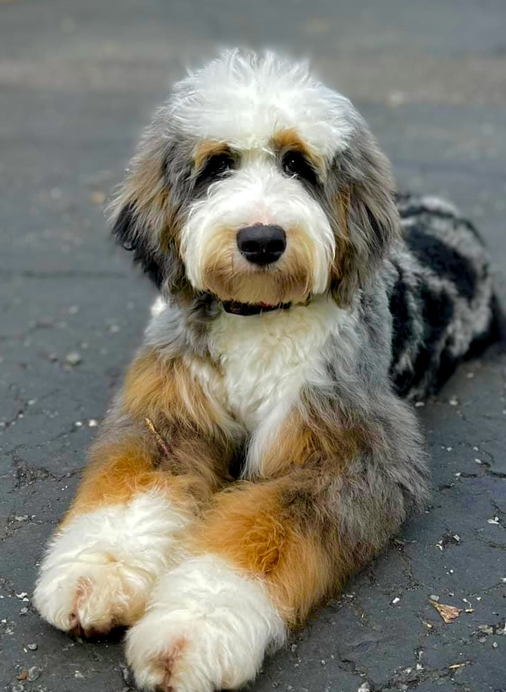 Merle bernedoodle full grown online