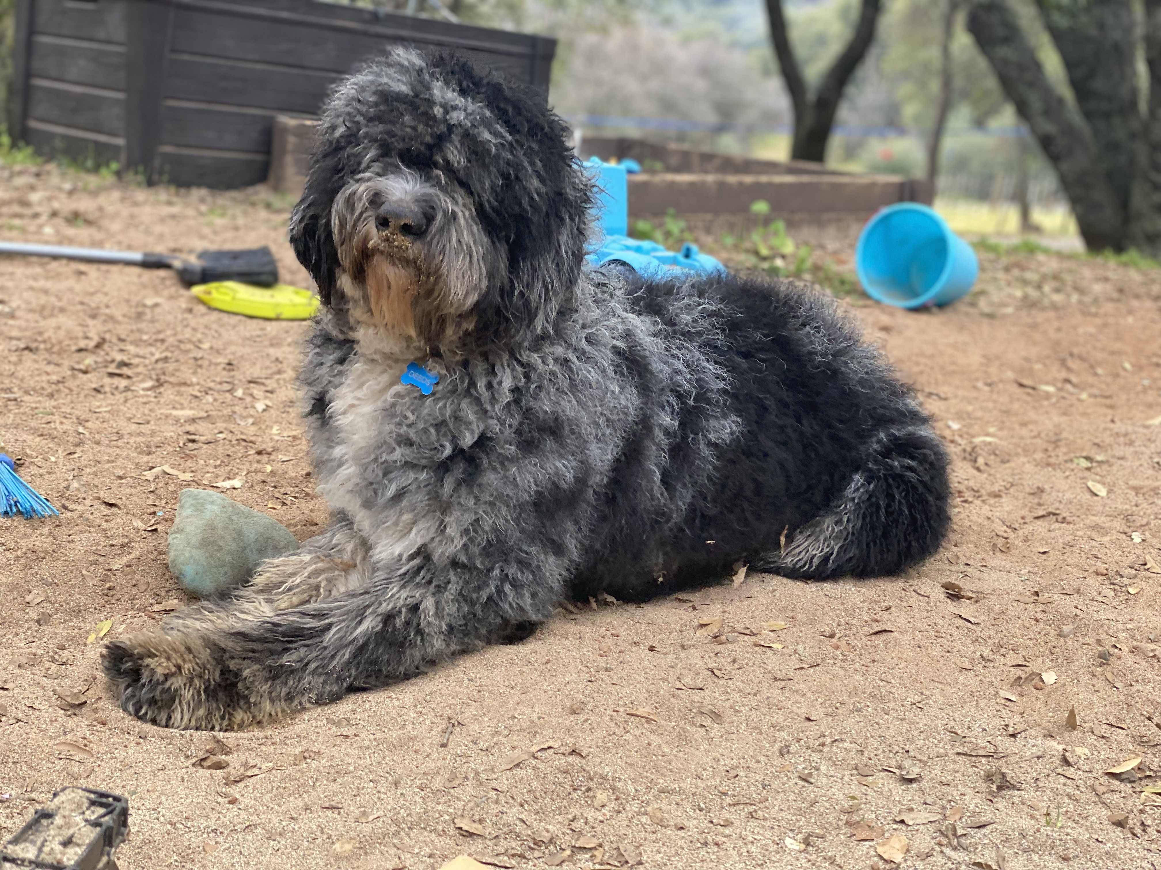F1B Bernedoodle Deeds playing in the sand