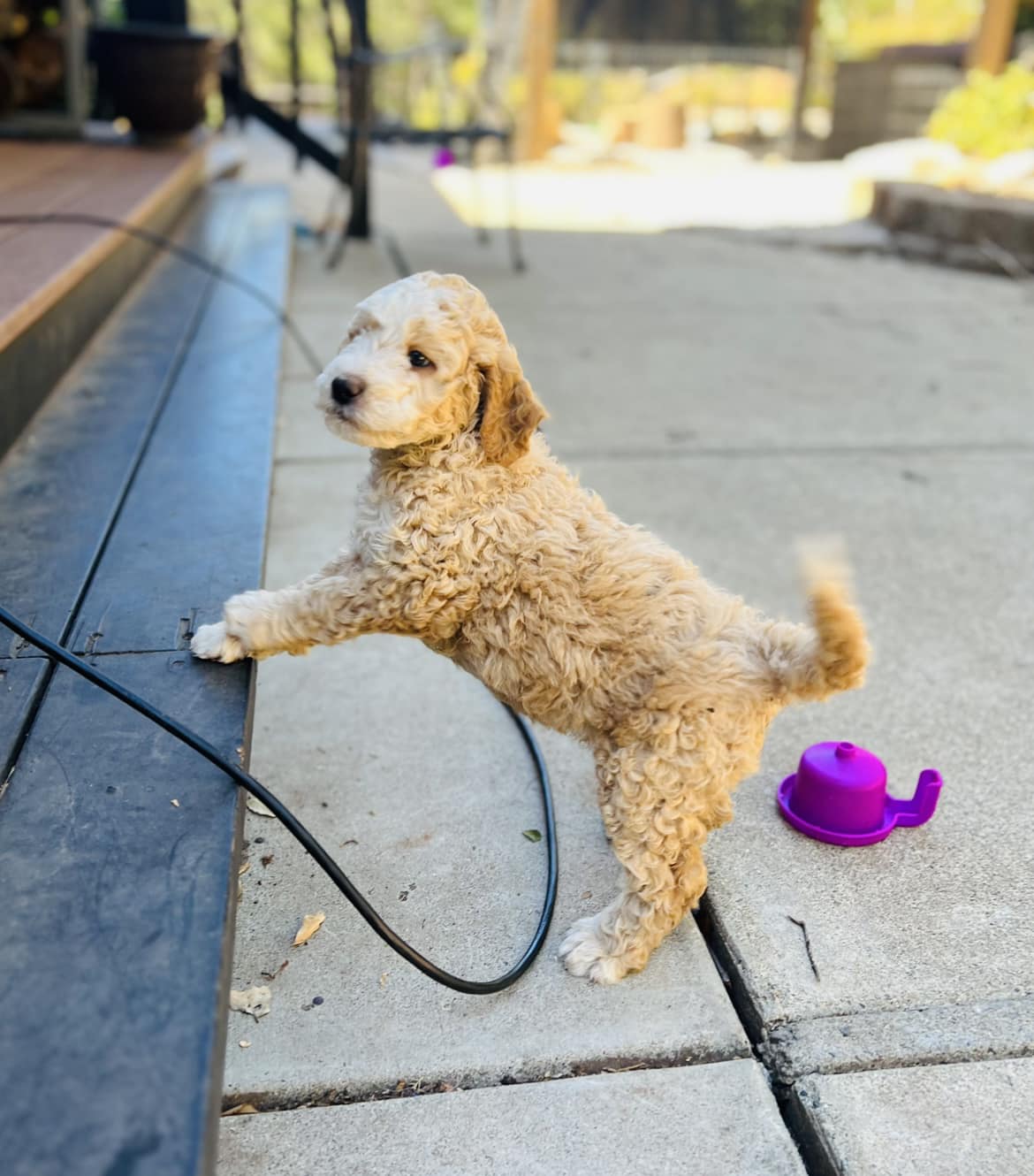 dog exercise dog exercise