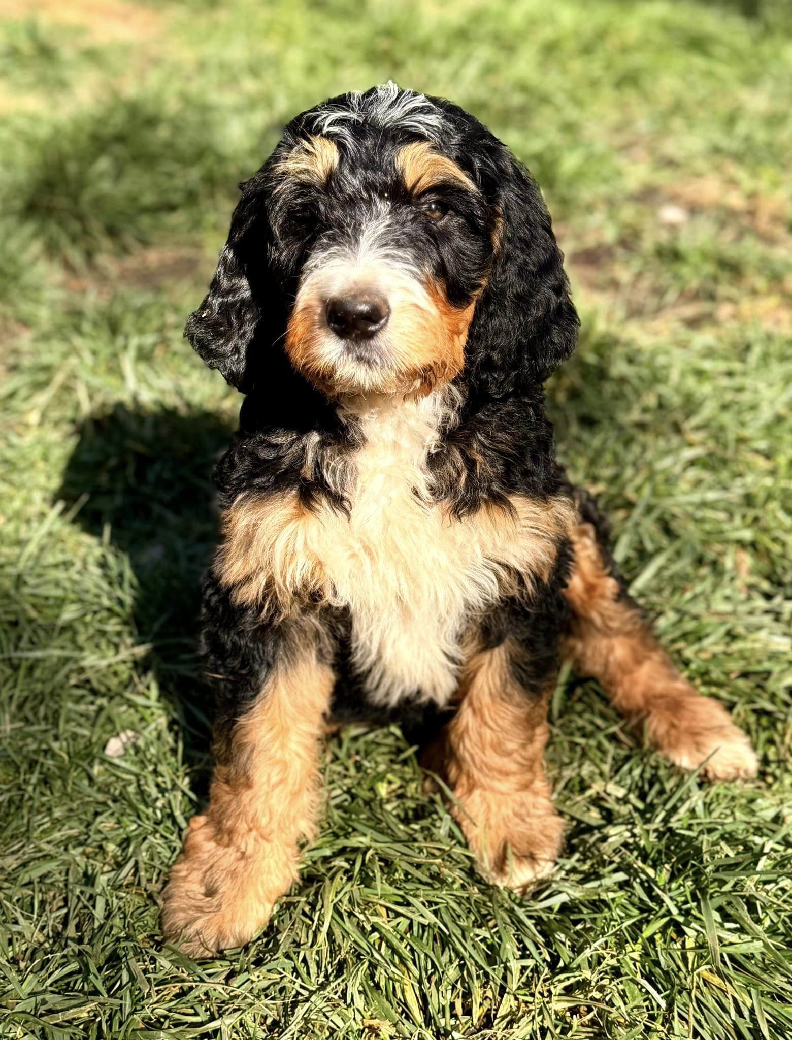 first generation bernedoodle