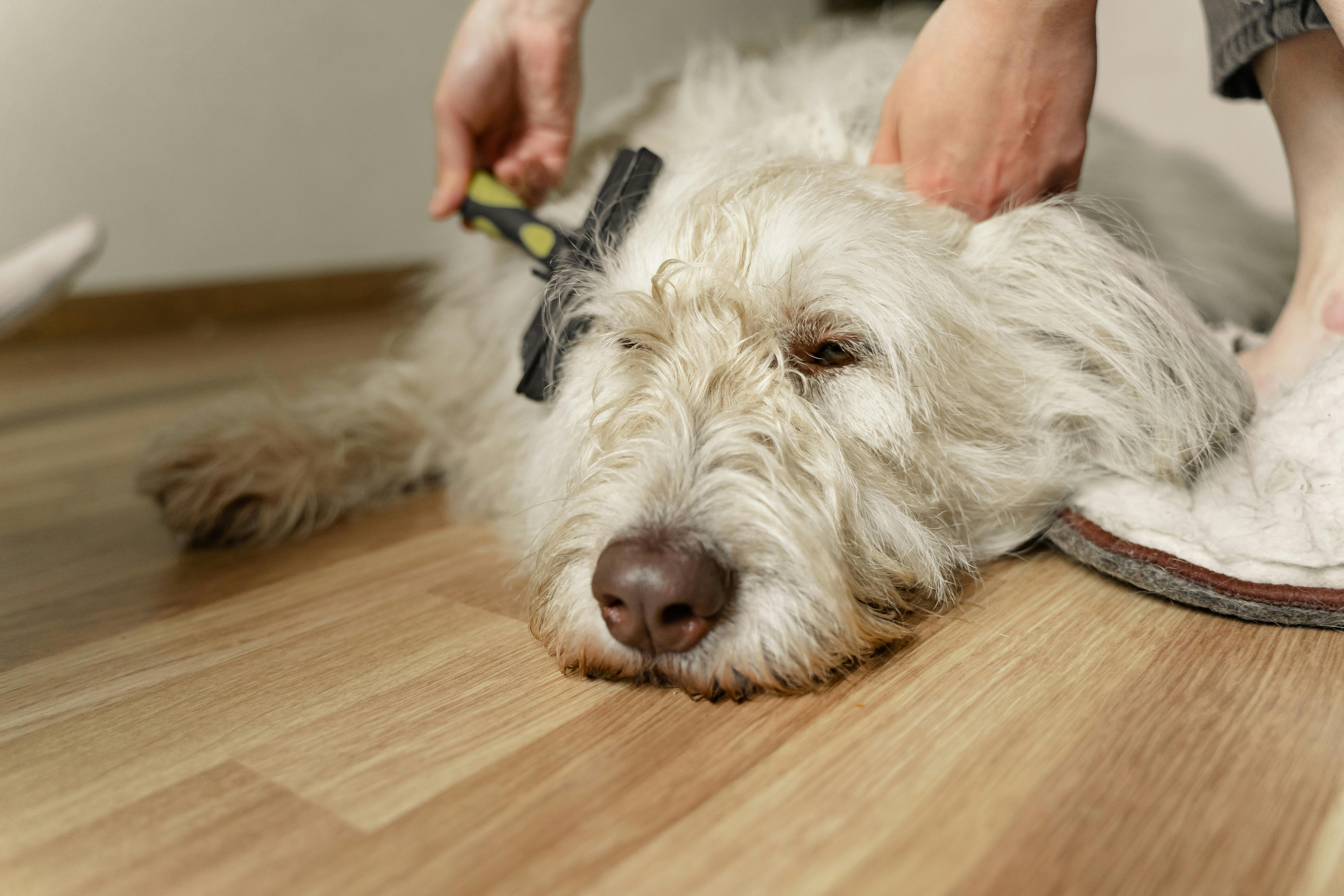dog grooming