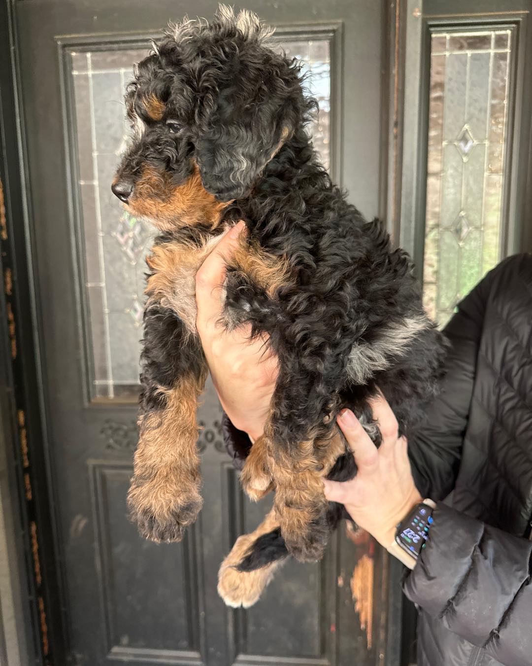 all black bernedoodle