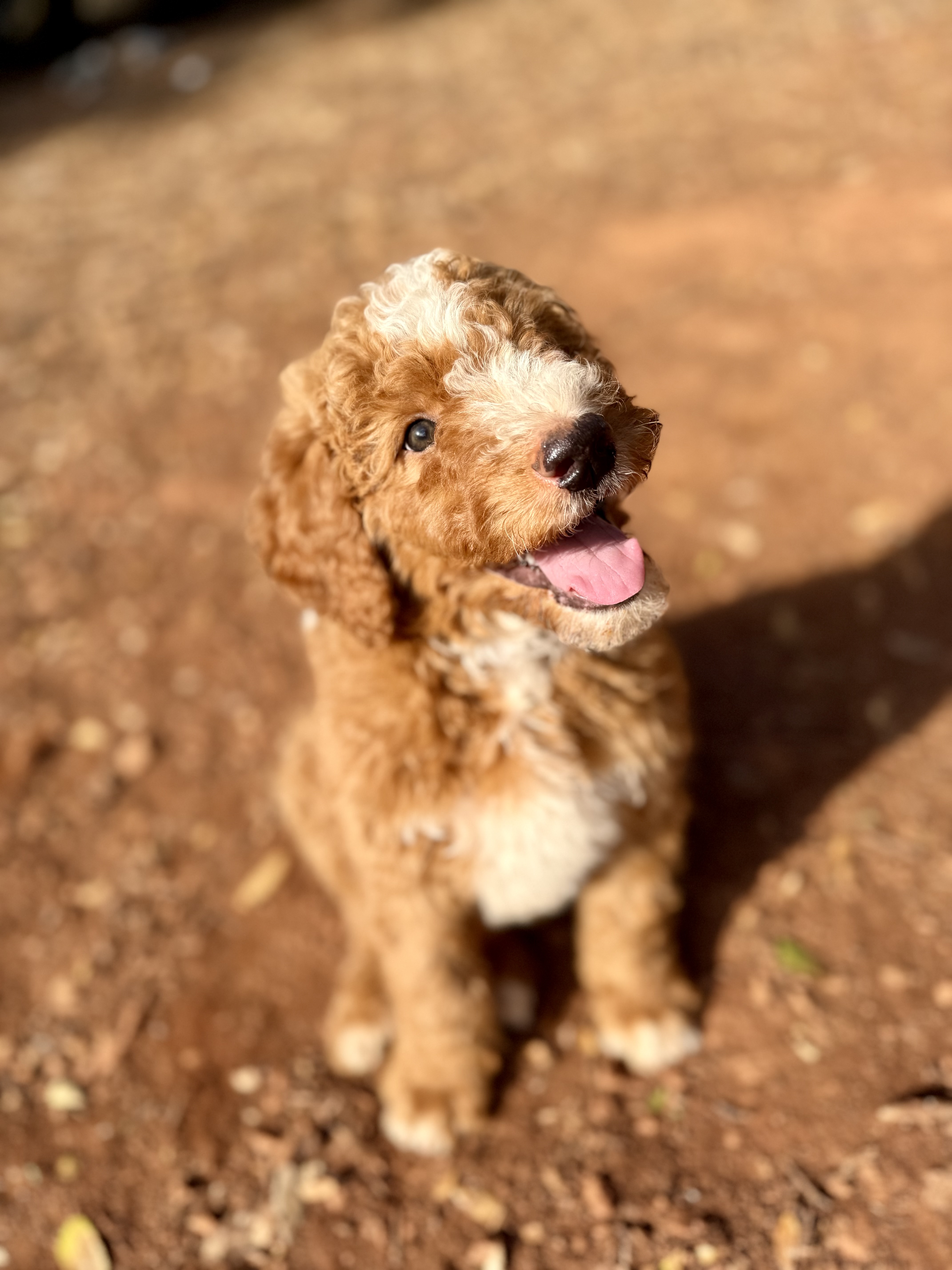The Ultimate Guide to the F1B Bernedoodle: Fluffy, Friendly, and Full of Personality