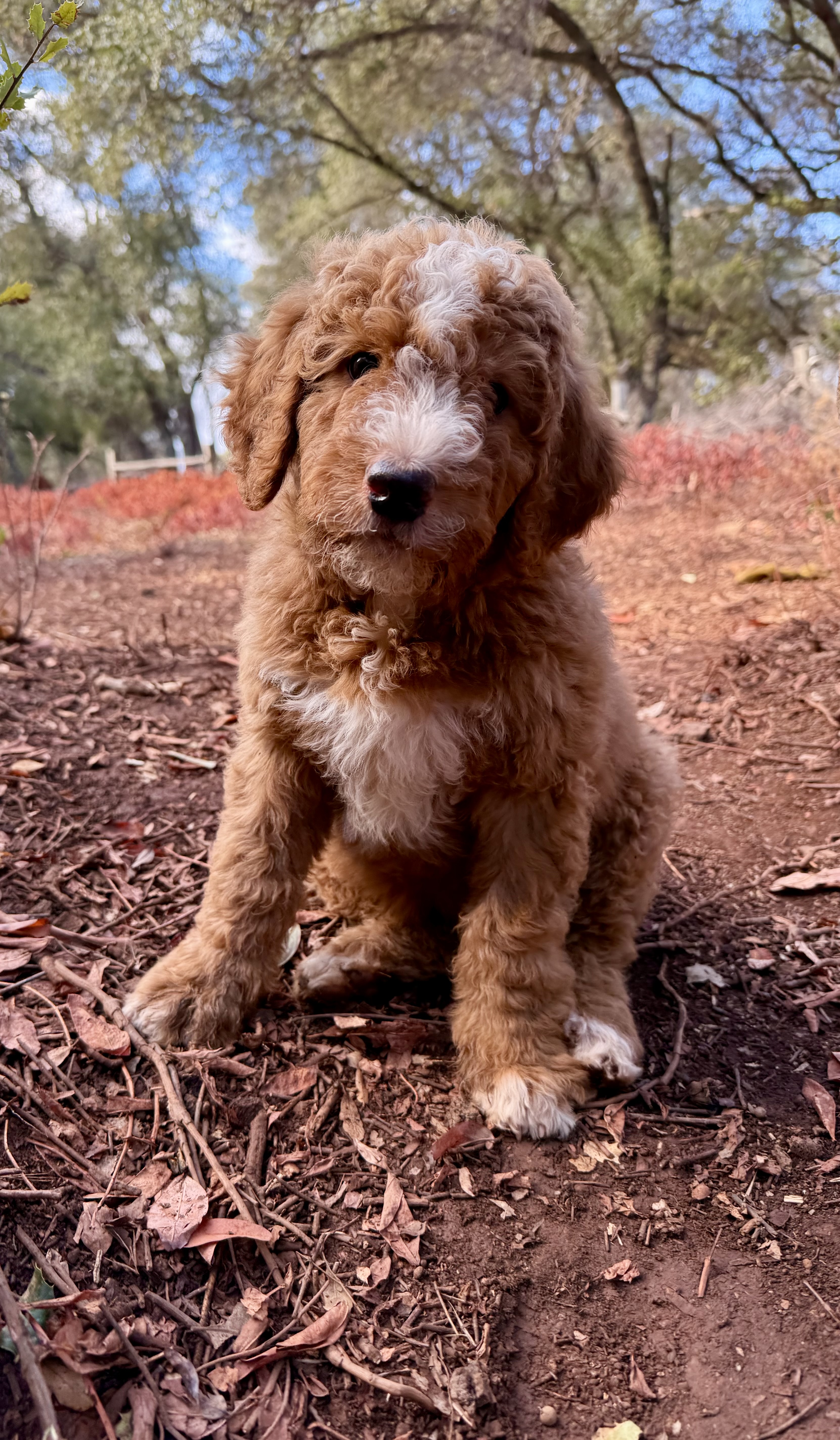 f3 bernedoodle