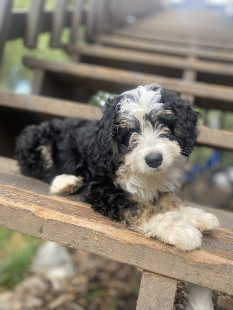 black and white bernadoodle