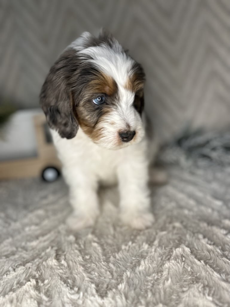 what is a bernedoodle mixed with