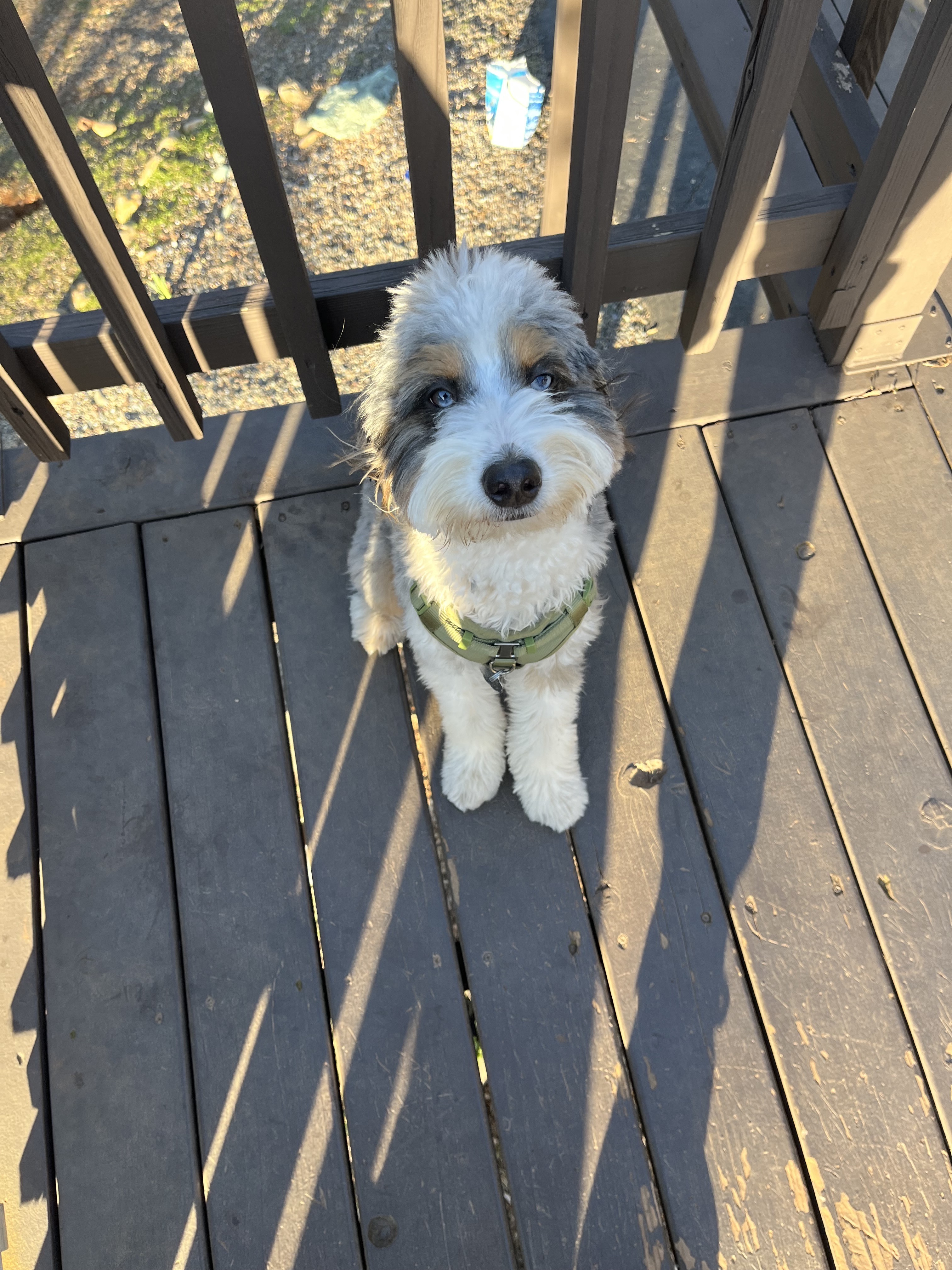 bernedoodle tri color
