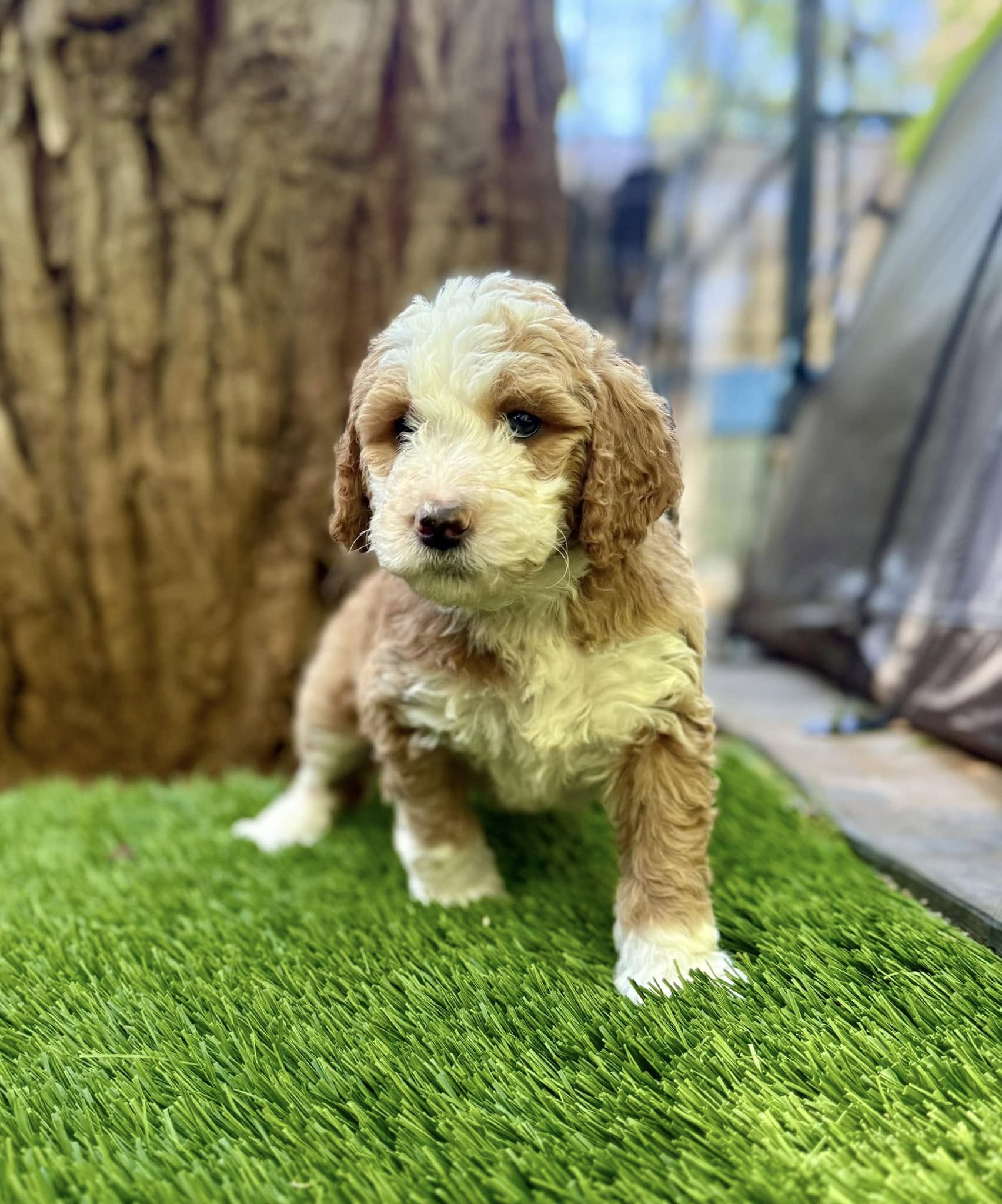 what is a bernedoodle mixed with