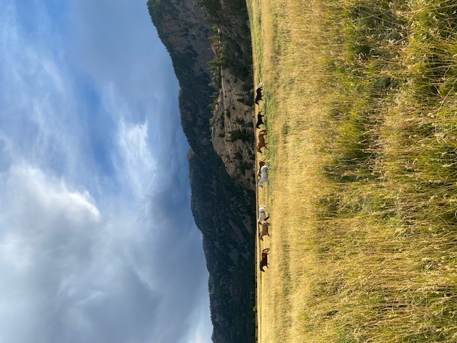 Montana