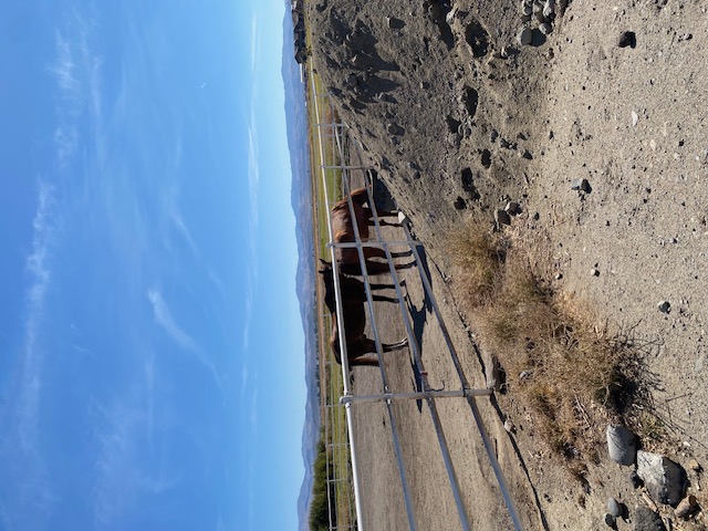 Mija Official Carson Valley Horse