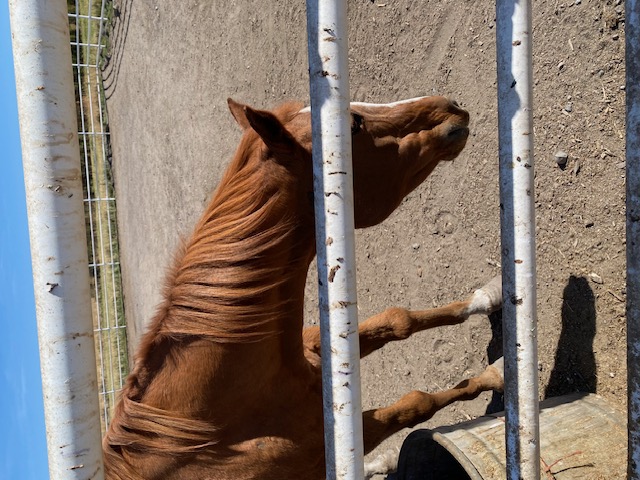 Mija, Official Carson Valley Horse
