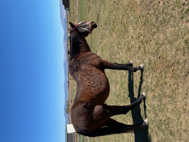 Max, the Elder Statesman at 40 years old 