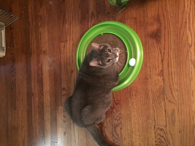A Cat Named Gray