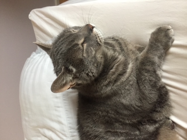 A Cat Named Gray