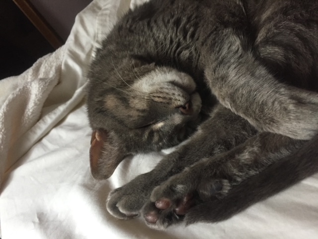 A Cat Named Gray