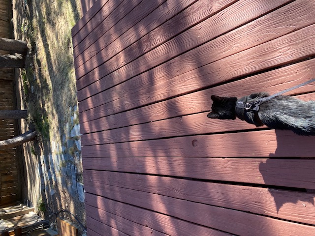  Onyx was very happy to finally be outside