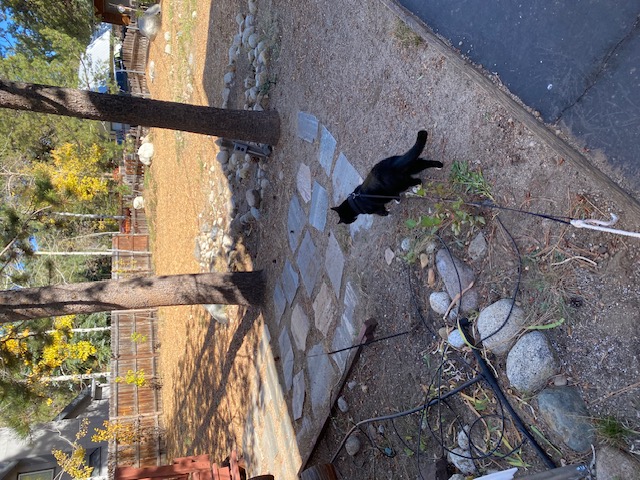 First there was the front yard inspection