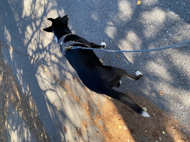 Winnie, the perfect walker!
