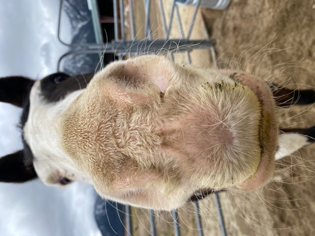  I call Chief, "Whiskers" for short
