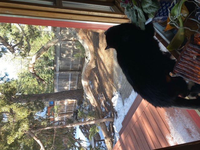 Onyx ready to pounce on the bird on the patio, except our window is in the way