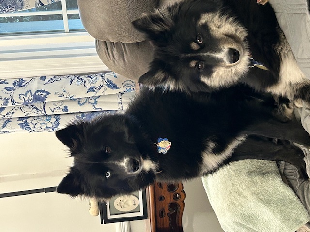 Donna's Chewie and Han