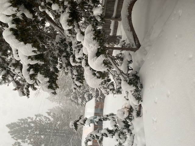 Our first real snow storm this season (almost a foot!)