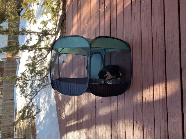 Onyx was out in her netted cat pen, which she Loves to roll around the deck in!
