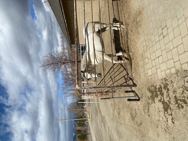 Amparo the ranch's "David" (by Michelangelo)