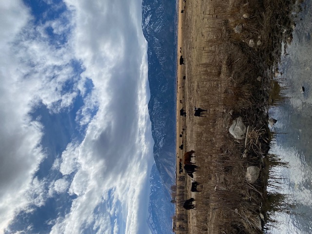 More cattle up the road a piece