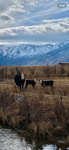 Mama and calves