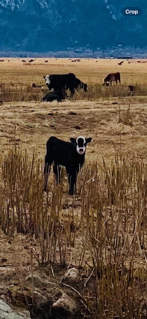 Big Boy Moo