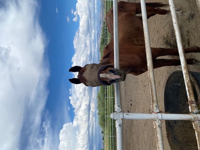 Scooter in his fly mask, he could still recognize my Mom.