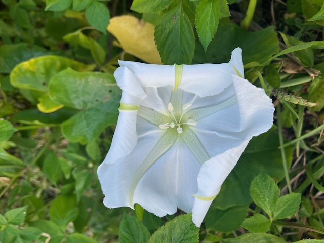 A LOVEly flower from darling Lois' Dad in Sarasota
