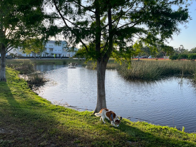  LOVEly darling Lois in Sarasota