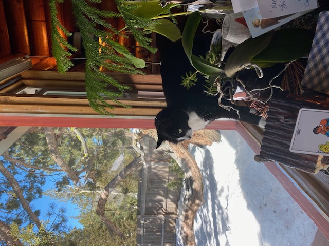 Onyx, Loving(?) the birds and squirrels