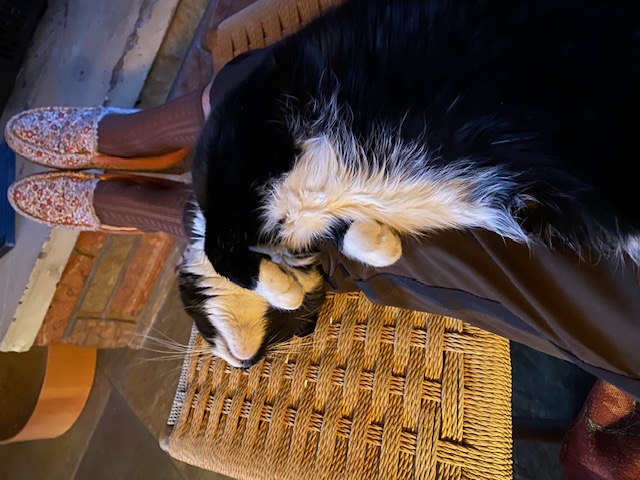 Onyx needed a rest after NOT LOVING having the house cleaned by Page.