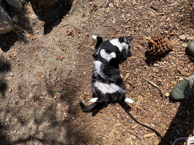 Onyx absolutely LOVING being in the backyard.