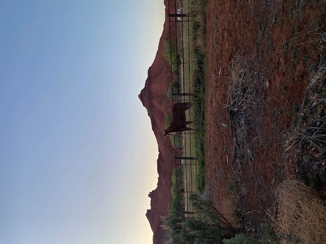 It was dusk when we first saw Miro in his pasture
