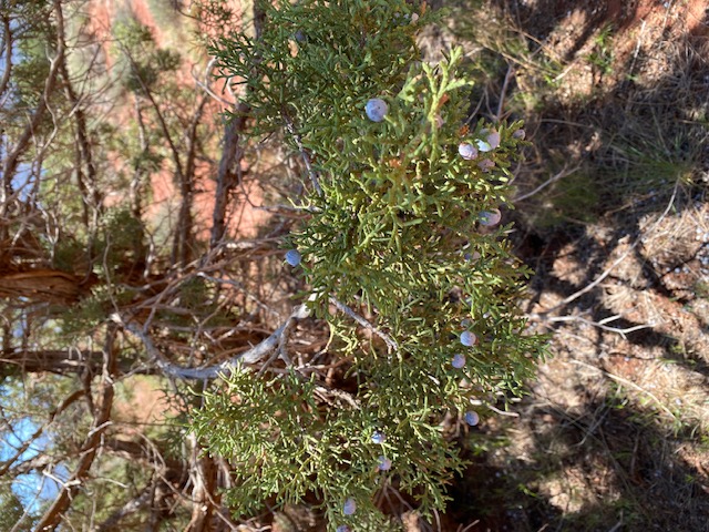 Probably a baby Juniper