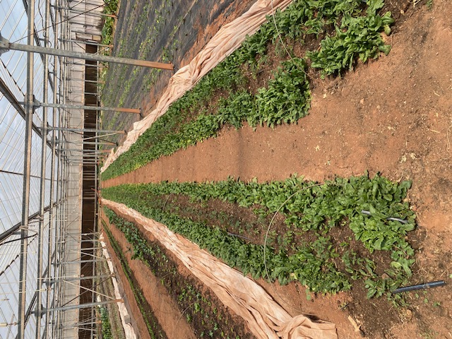 farm