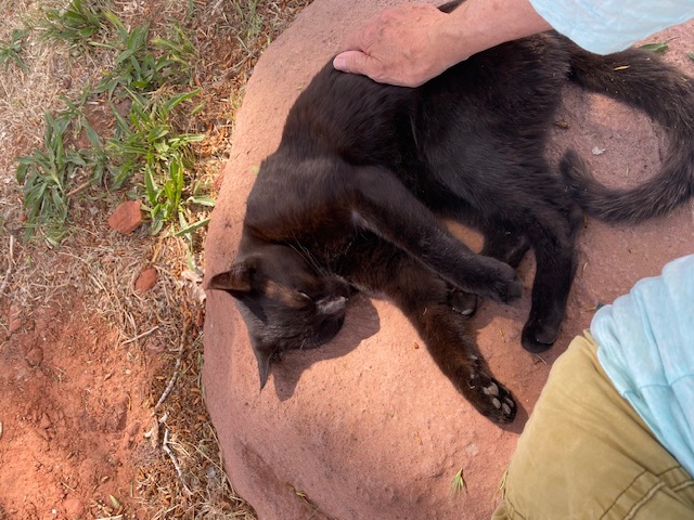 cat