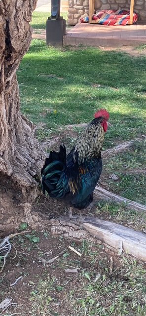 rooster