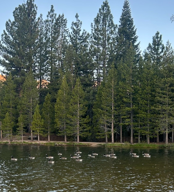 An early morning duck parade