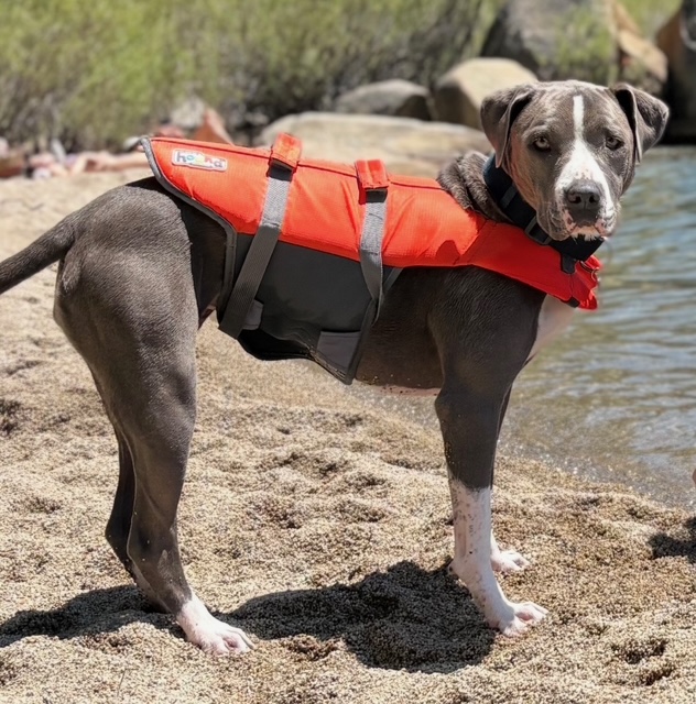 Ube, rescued, then lost, then found (it's a long story)