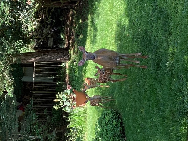 Mama deer and fawn