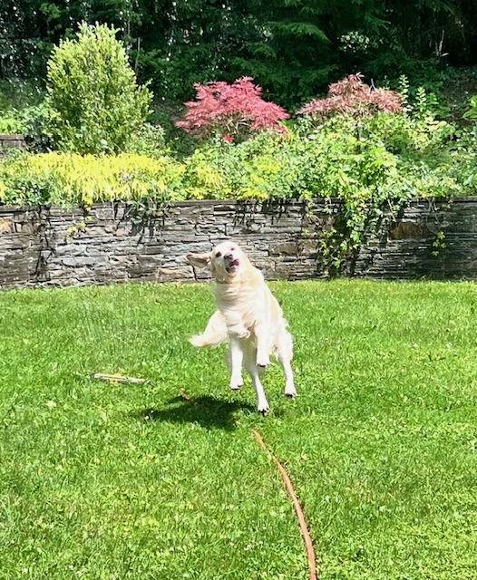 Best buddy, Buddy!