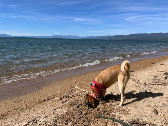 "There must be a squirrel here somewhere!"