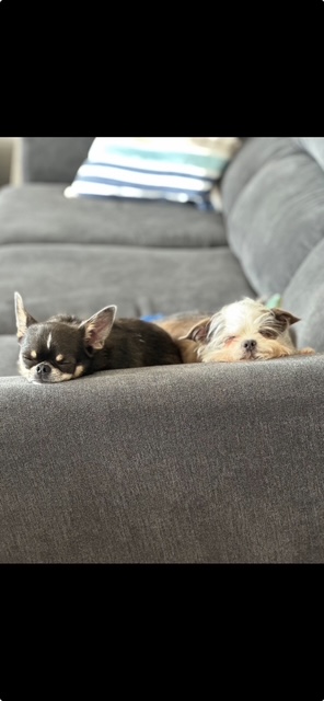 Auggie and the one and only Emmett