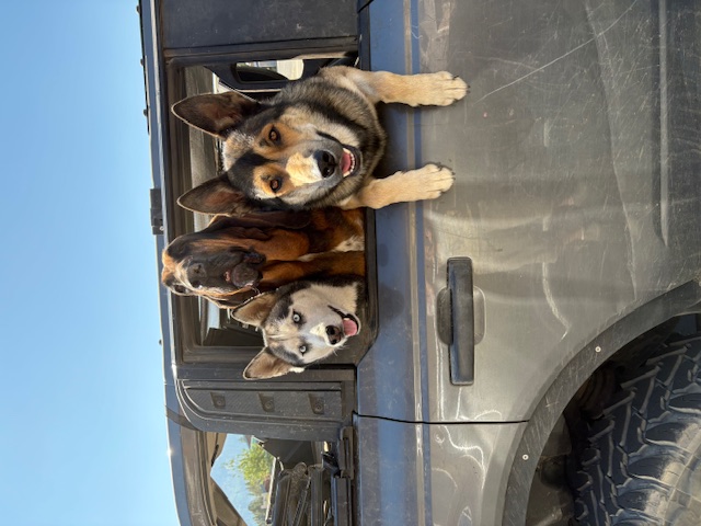 My Mom stopped at her local market, and these 3 nosy-bodies said hello My Mom stopped at her local market, and these 3 nosy-bodies said hello