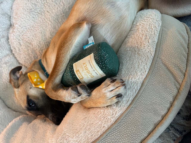 Rue lovin that doggie champagne! Rue lovin that doggie champagne!